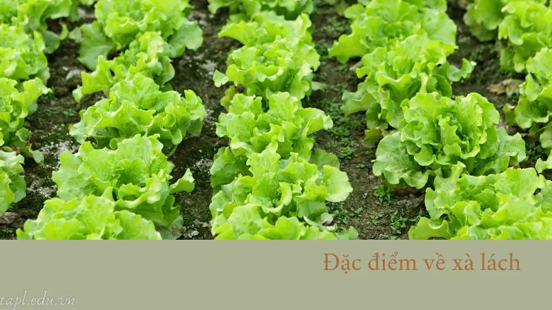 Đặc điểm về xà lách