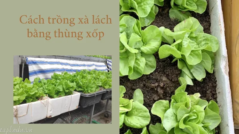 Cách trồng xà lách bằng thùng xốp