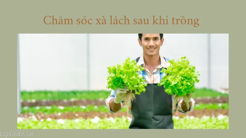 Chăm sóc xà lách sau khi trồng