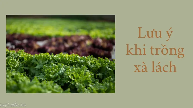 Lưu ý khi trồng xà lách