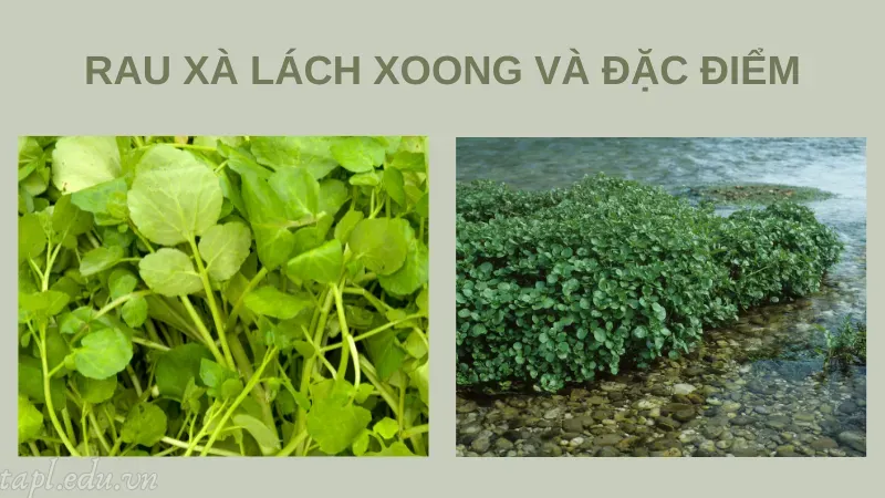 Rau xà lách xoong và đặc điểm