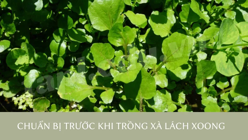 Chuẩn bị trước khi trồng xà lách xoong