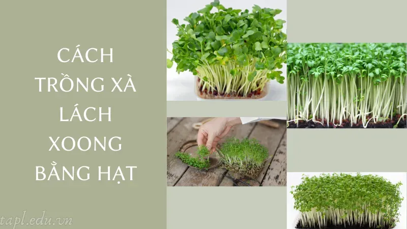 Cách trồng xà lách xoong bằng hạt