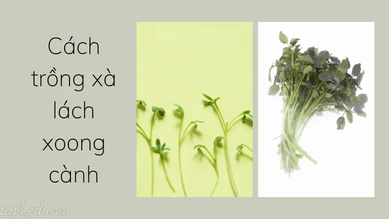Cách trồng xà lách xoong cành