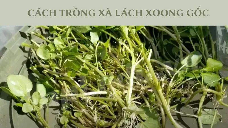 Cách trồng xà lách xoong gốc 