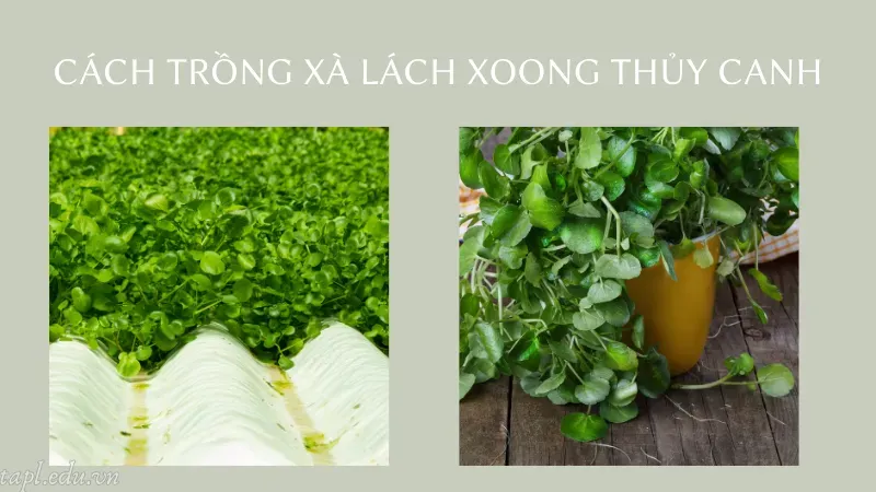Cách trồng xà lách xoong thủy canh