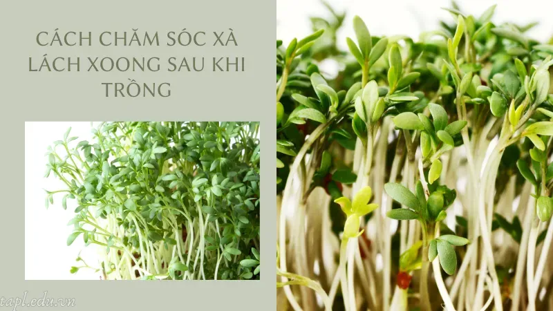 Cách chăm sóc xà lách xoong sau khi trồng