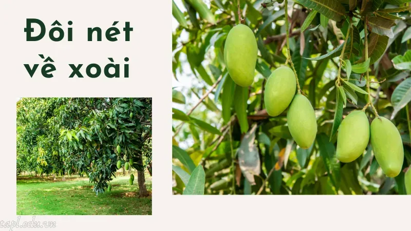 Đôi nét về xoài