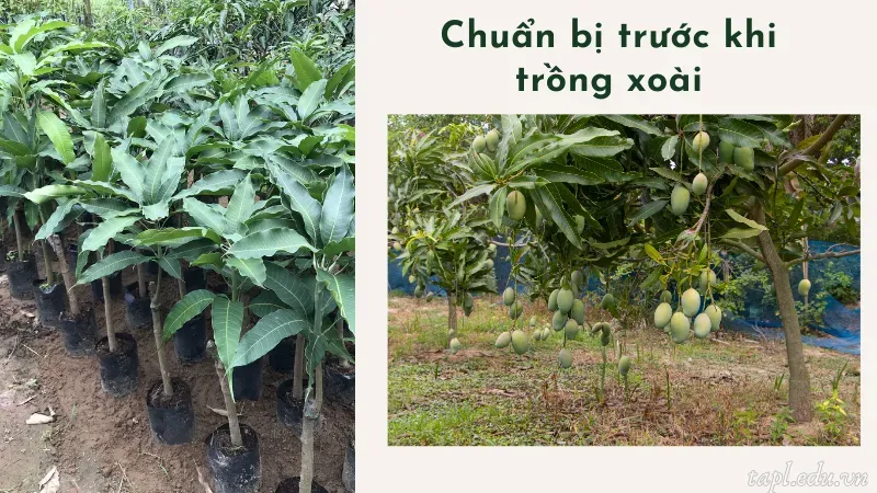 Chuẩn bị trước khi trồng xoài