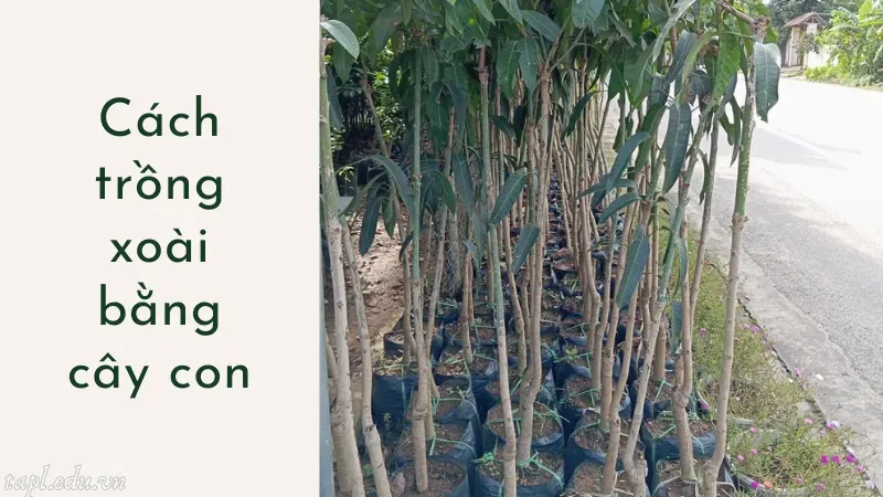 Cách trồng xoài bằng cây con
