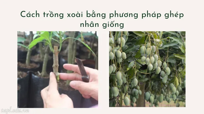 Cách trồng xoài bằng phương pháp ghép nhân giống