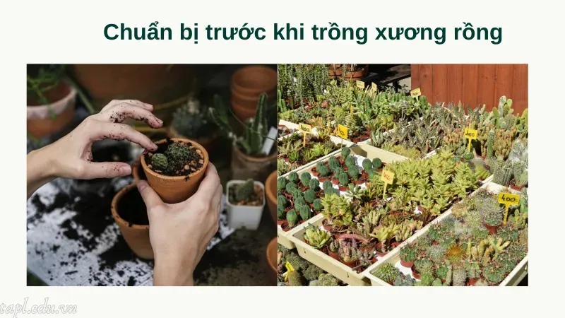 Chuẩn bị trước khi trồng xương rồng