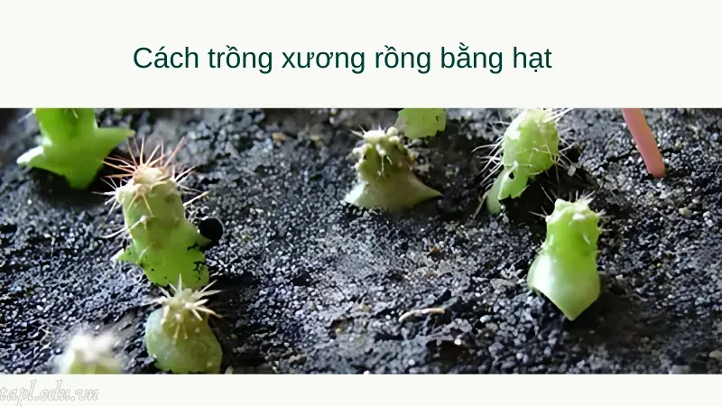 Cách trồng xương rồng bằng hạt