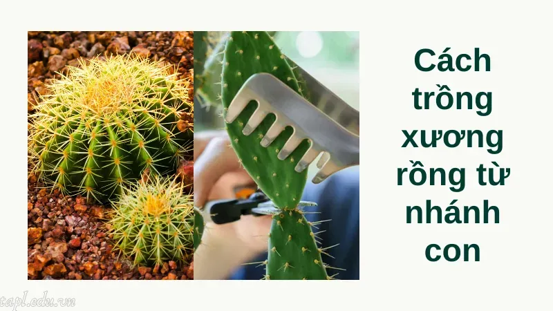 Cách trồng xương rồng từ nhánh con