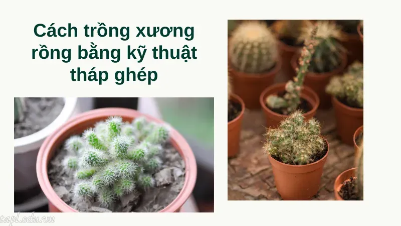 Cách trồng xương rồng bằng kỹ thuật tháp ghép