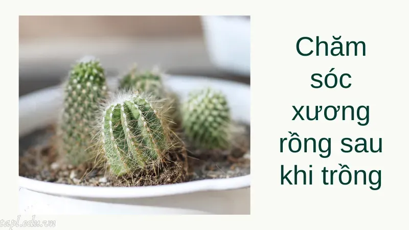 Chăm sóc xương rồng sau khi trồng