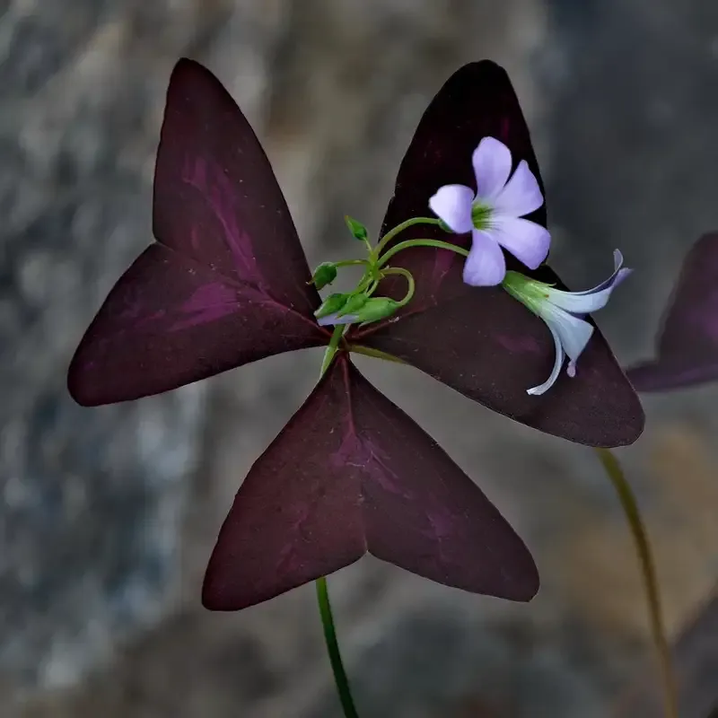 Hoa Bướm Đêm 20