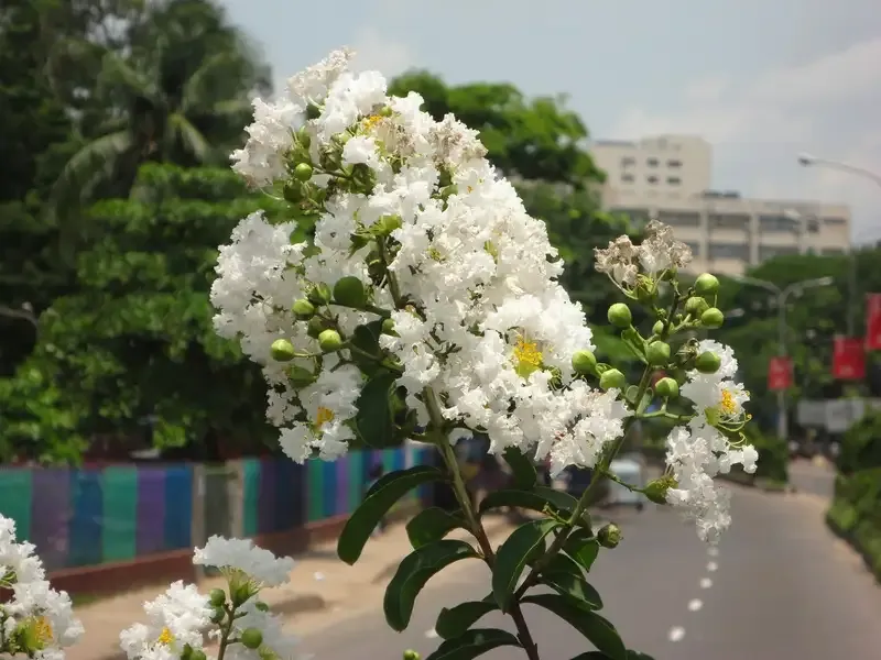 hoa tường vi 15