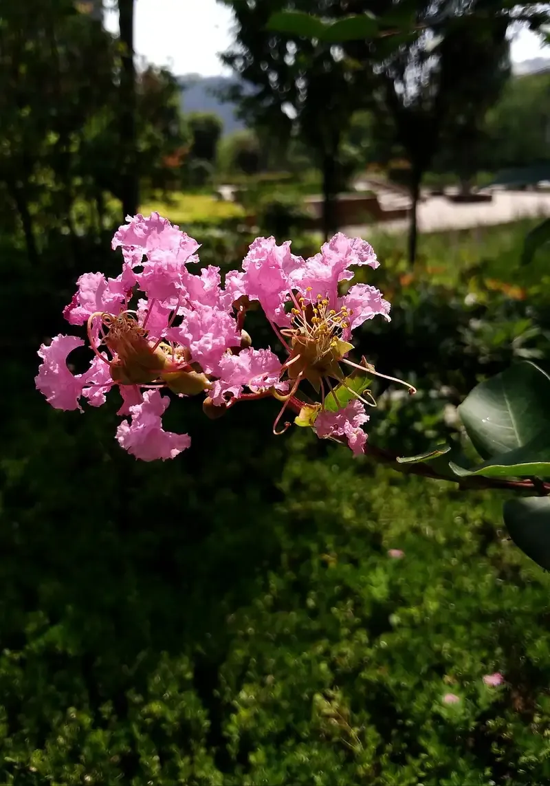 hoa tường vi 20
