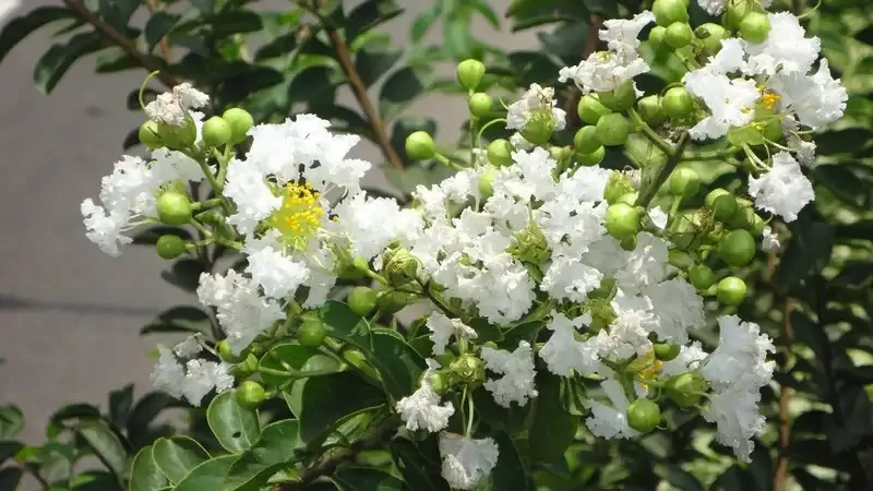 hoa tường vi 24