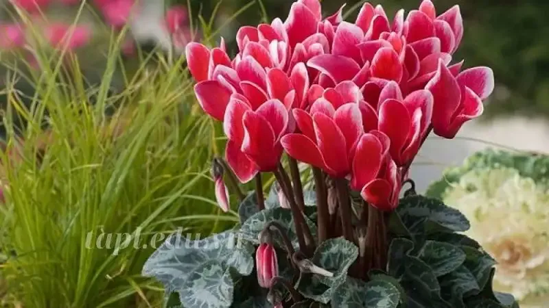 hoa anh thảo 2