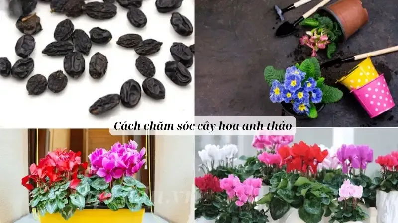 hoa anh thảo 5