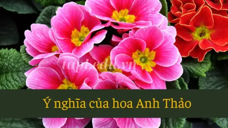 hoa anh thảo 7
