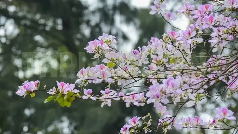 Hoa Ban 1