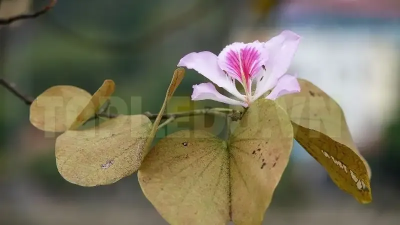 Hoa Ban 10