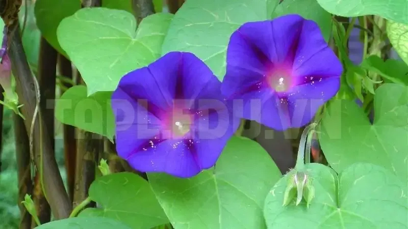 Hoa Bìm Bìm 4
