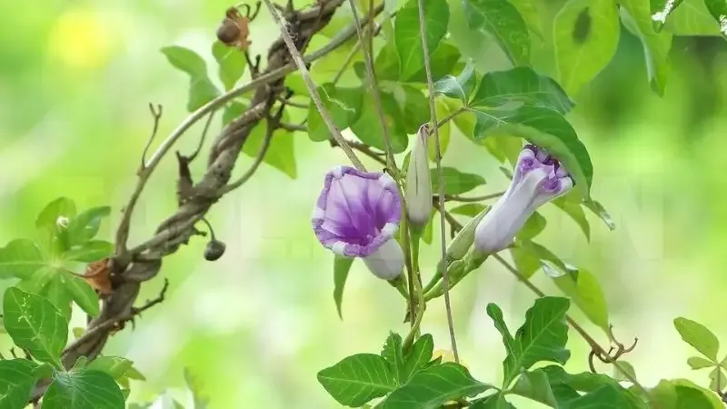 Hoa Bìm Bìm 11