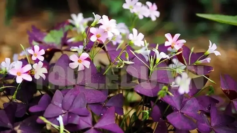 Hoa Bướm Đêm 4