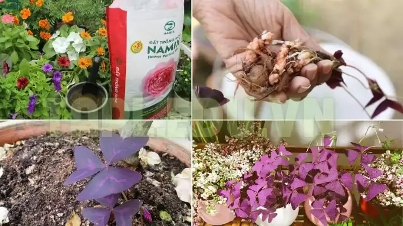 Hoa Bướm Đêm 6