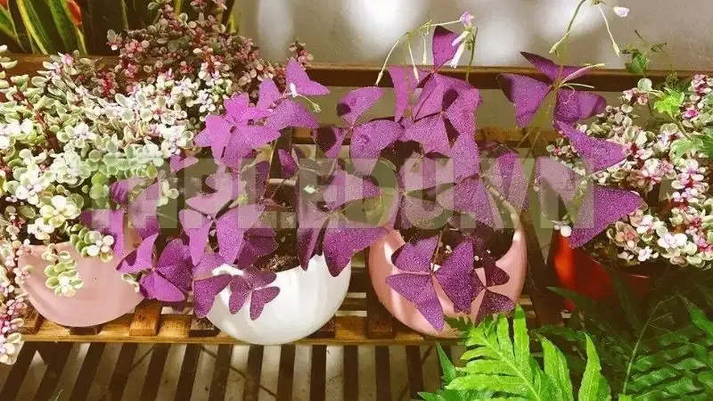 Hoa Bướm Đêm 8