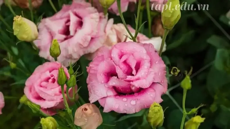 hoa Cát Tường 4