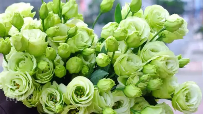 hoa Cát Tường 8