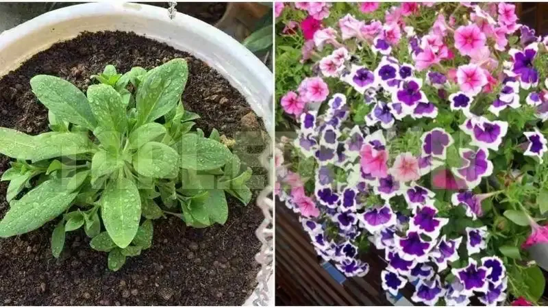 Hoa Dạ Yến Thảo 1