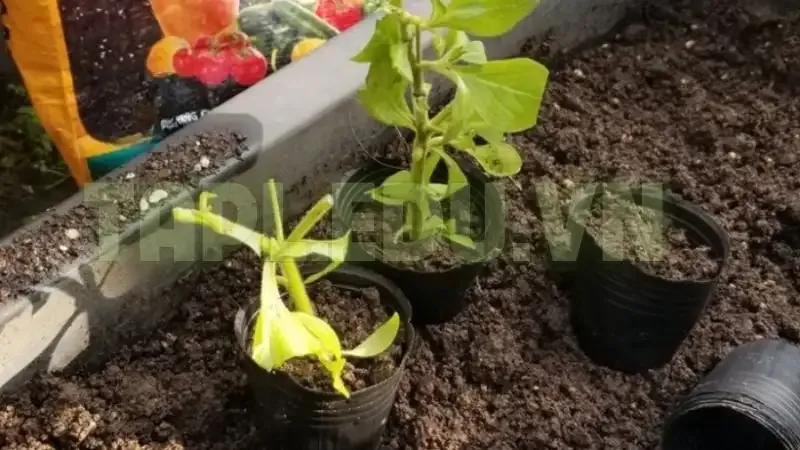 Hoa Dạ Yến Thảo 3