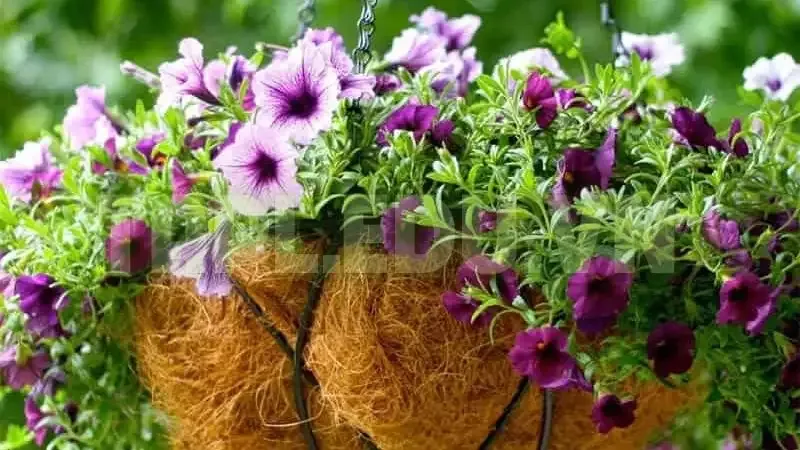 Hoa Dạ Yến Thảo 5