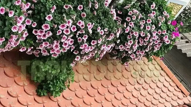 Hoa Dạ Yến Thảo 8