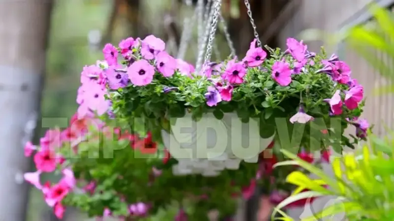 Hoa Dạ Yến Thảo 10