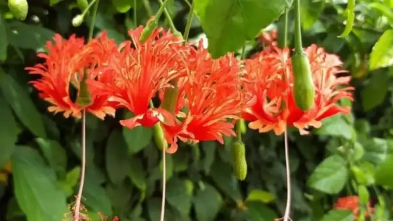 hoa Dâm Bụt 4
