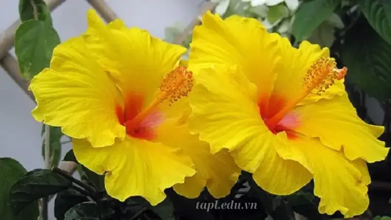 hoa Dâm Bụt 7