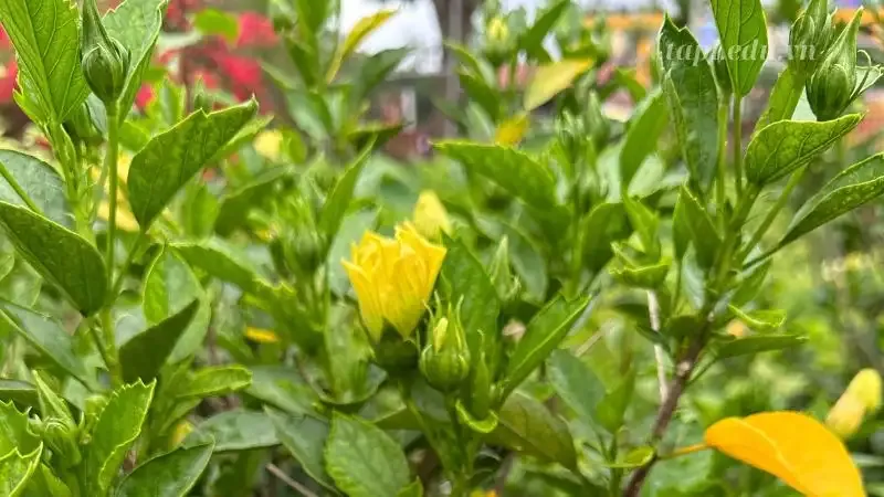 hoa Dâm Bụt 9
