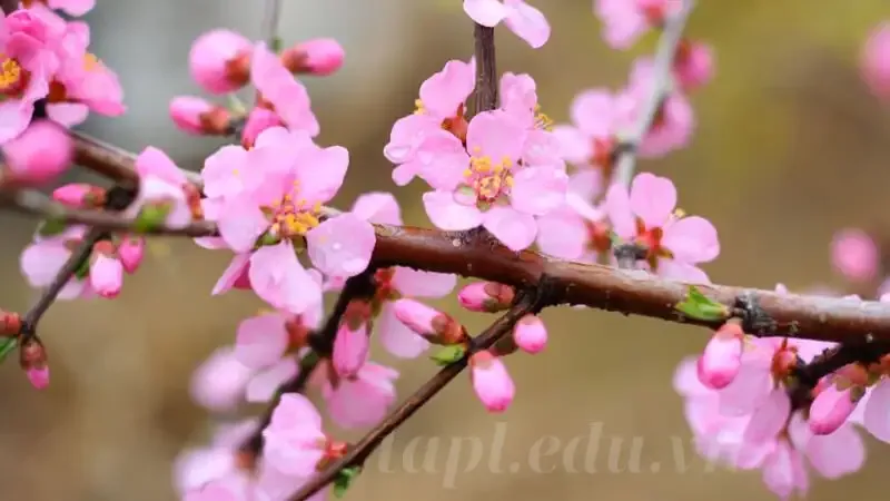 hoa đào 2