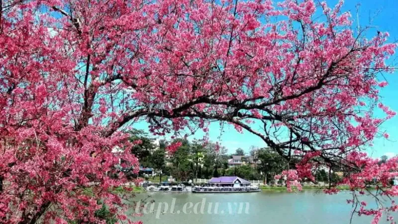 hoa đào 3