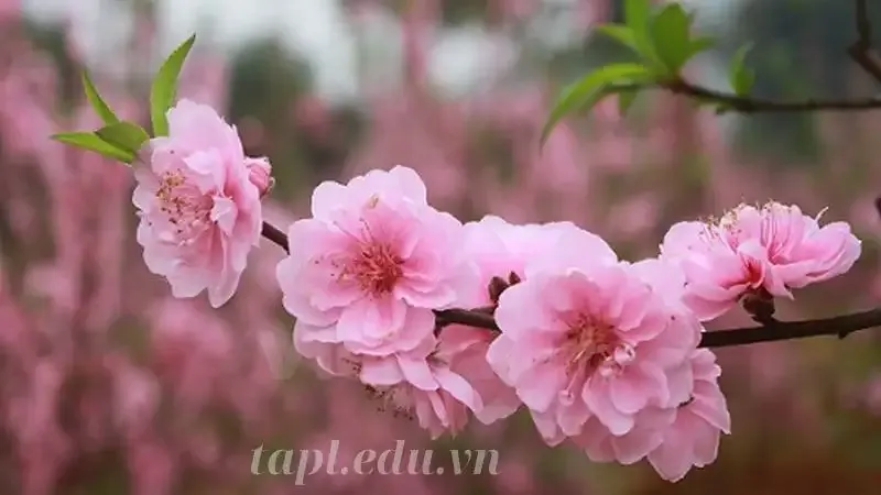 hoa đào 4