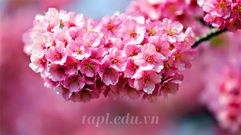 hoa đào 6