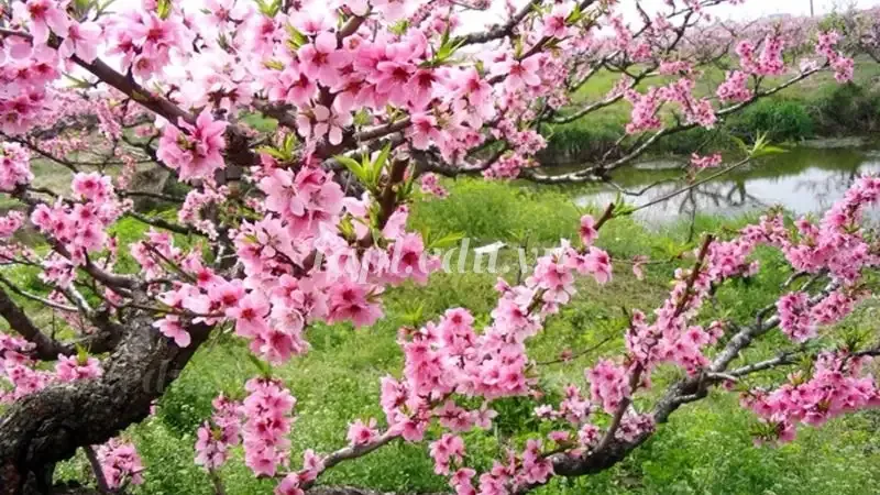 hoa đào 1