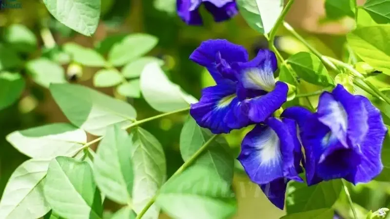  hoa đậu biếc 1